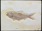 Detailed, Knightia Fossil Fish - Wyoming #42394-1